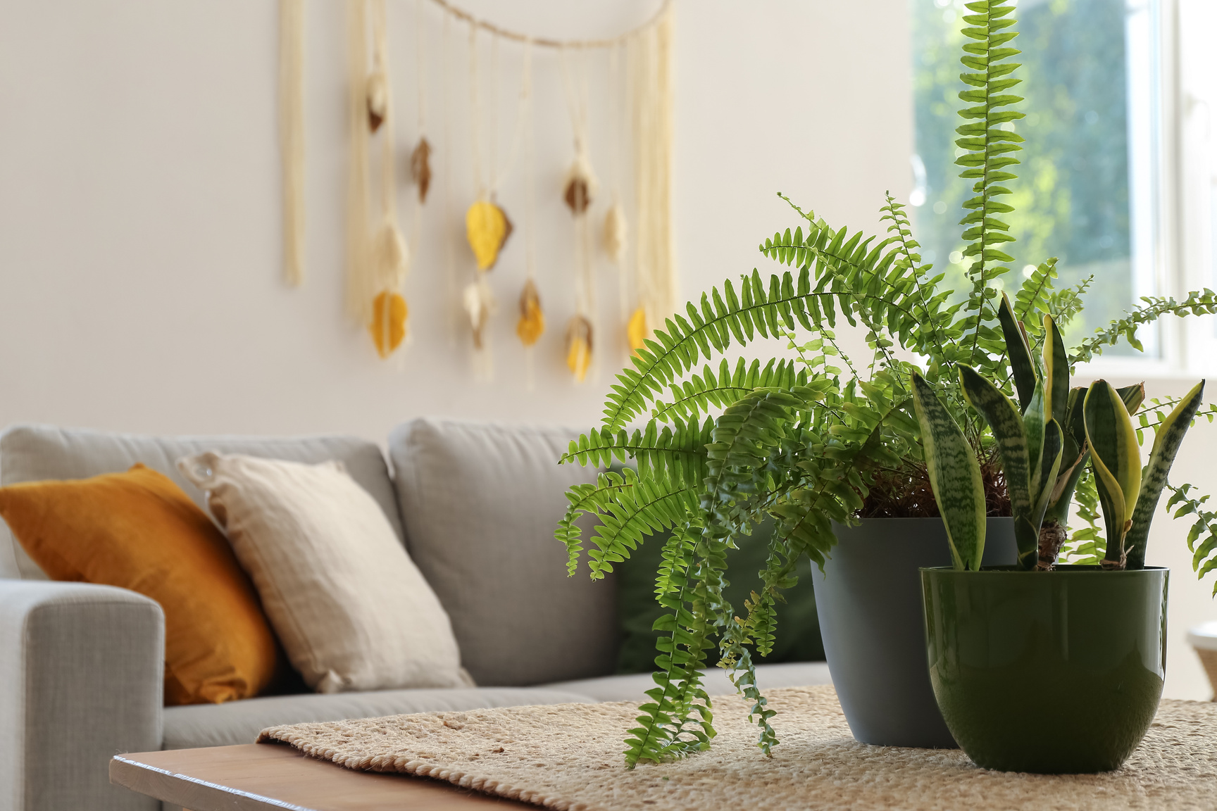 Green Houseplants on Table in Living Room, Closeup